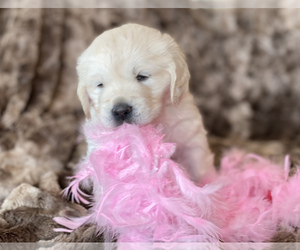 English Cream Golden Retriever Puppy for sale in RAMONA, CA, USA