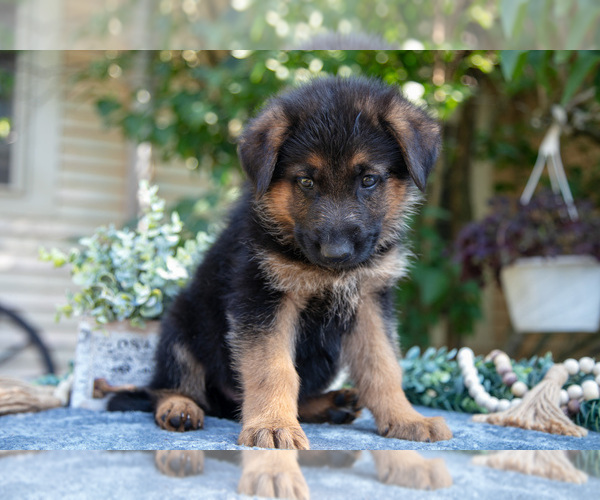 Medium Photo #3 German Shepherd Dog Puppy For Sale in MANTON, MI, USA