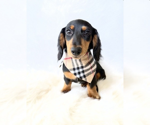 Medium Photo #1 Dachshund Puppy For Sale in DAVIS, CA, USA