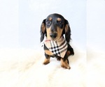 Small Dachshund