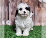 Small Poovanese