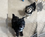 Small #6 Yorkipoo