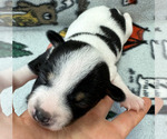Small Photo #6 Rat Terrier Puppy For Sale in WHITAKERS, NC, USA