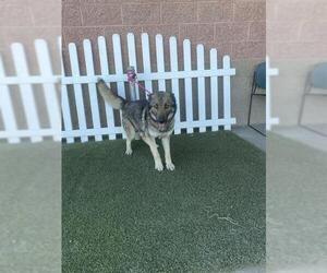German Shepherd Dog Dogs for adoption in Modesto, CA, USA