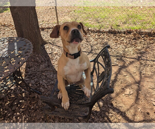Medium Photo #2 Mutt Puppy For Sale in McCormick, SC, USA