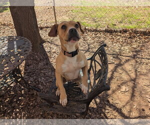 Hazel - Female Mutt Dog for Adoption - Photo #2