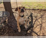 Small Photo #2 Mutt Puppy For Sale in McCormick, SC, USA