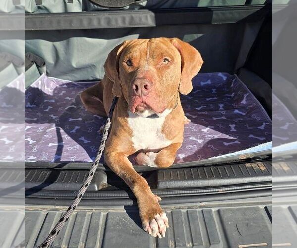 Medium Photo #7 Mutt Puppy For Sale in OKLAHOMA CITY, OK, USA