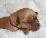 Puppy Josko Labrador Retriever