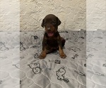 Puppy Black Doberman Pinscher