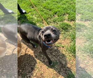 Mutt Dogs for adoption in Evansville, IN, USA