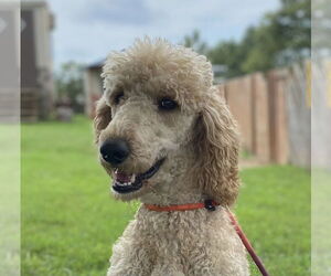 Poodle (Standard) Dogs for adoption in Pacolet, SC, USA