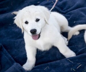 Medium Golden Retriever