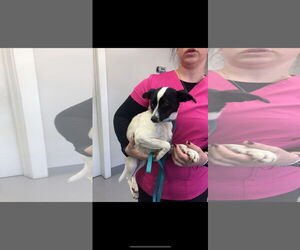 Jack Russell Terrier Dogs for adoption in Buffalo, MN, USA