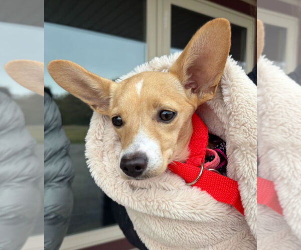 Medium Photo #8 Chihuahua-Unknown Mix Puppy For Sale in Grafton, WI, USA