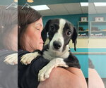 Small Dachshund Mix