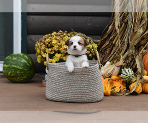 Cardigan Welsh Corgi Litter for sale in SHERIDAN, MI, USA