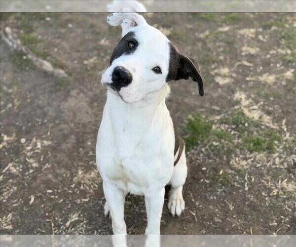 Medium Photo #2 Labrador Retriever-Unknown Mix Puppy For Sale in Tulsa, OK, USA