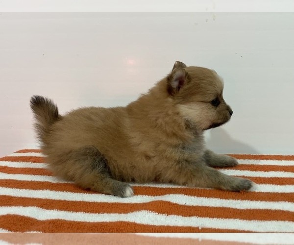 Medium Photo #6 Pomeranian Puppy For Sale in DOWNING, MO, USA