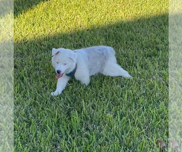 Medium Photo #8 Australian Shepherd Puppy For Sale in CLERMONT, FL, USA