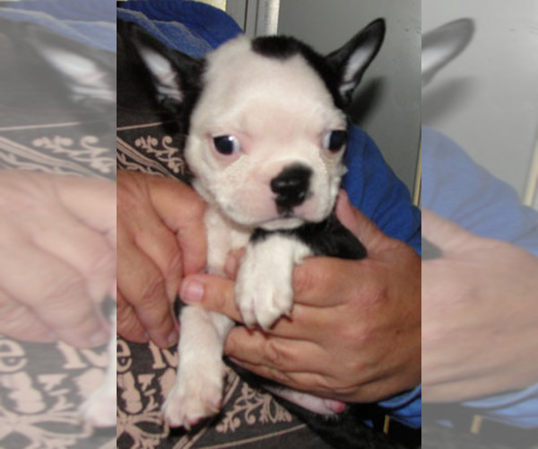 Medium Photo #1 Boston Terrier Puppy For Sale in CRKD RVR RNCH, OR, USA