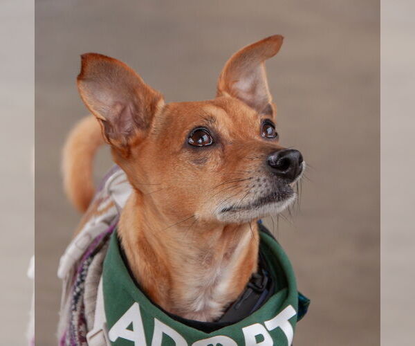 Medium Photo #3 Chihuahua Puppy For Sale in San Jose, CA, USA