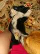 Small Photo #13 Border Collie-Pembroke Welsh Corgi Mix Puppy For Sale in ORCHARD, CO, USA