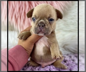 French Bulldog Puppy for sale in OJAI, CA, USA