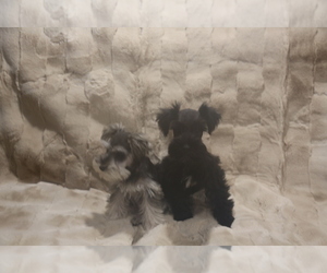 Schnauzer (Miniature) Dog for Adoption in SCOTTSDALE, Arizona USA