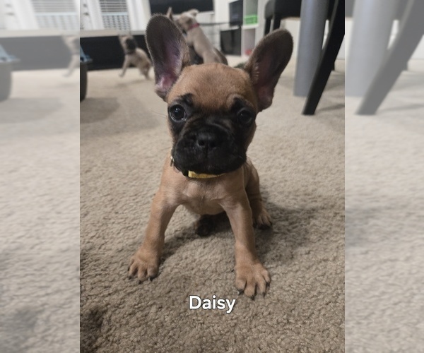 Medium Photo #1 French Bulldog Puppy For Sale in COLUMBUS, GA, USA