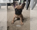 Puppy Daisy French Bulldog