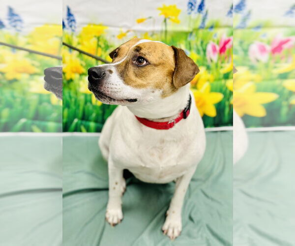 Medium Photo #2 Mutt Puppy For Sale in Manahawkin, NJ, USA