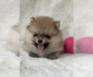 Pomeranian Puppy for sale in AVENTURA, FL, USA