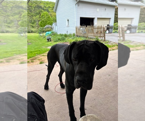 Medium Photo #1 Daniff Puppy For Sale in RICHFIELD SPRINGS, NY, USA