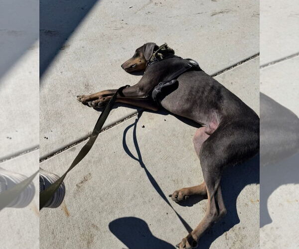 Medium Photo #4 Doberman Pinscher Puppy For Sale in Buffalo, MN, USA