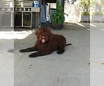 Small Photo #1 Labradoodle Puppy For Sale in FRESNO, CA, USA