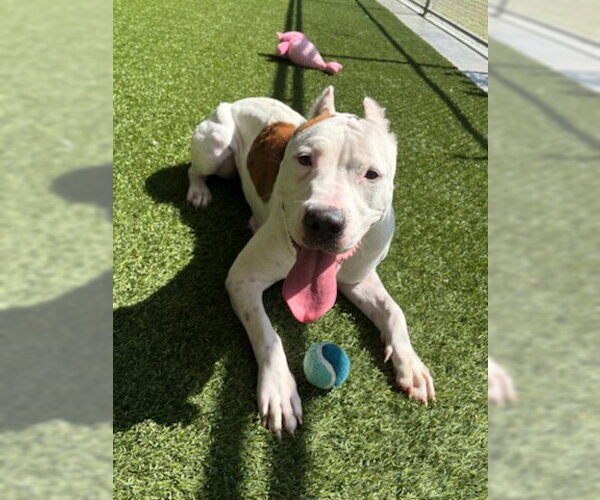 Medium Photo #2 Mutt Puppy For Sale in Baytown, TX, USA