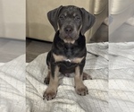 Puppy Puppy 1 Cane Corso