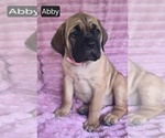 Small #7 Cane Corso