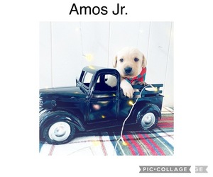 Labrador Retriever Dog for Adoption in NIANGUA, Missouri USA