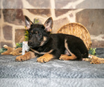 Puppy Ruthie German Shepherd Dog