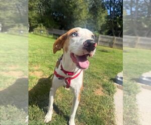 Hailey - Female Australian Shepherd-Unknown Mix Dog for Adoption - Photo #3