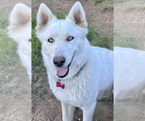 Siberian Husky Dogs for adoption in Omaha, NE, USA