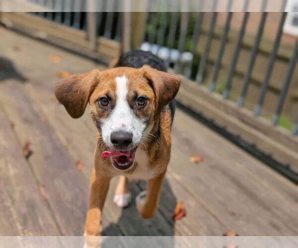 Medium Photo #15 Beagle-Unknown Mix Puppy For Sale in Fultonham, NY, USA