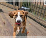 Small #14 Beagle Mix