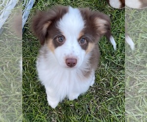 Miniature Australian Shepherd Puppy for sale in FORT WORTH, TX, USA