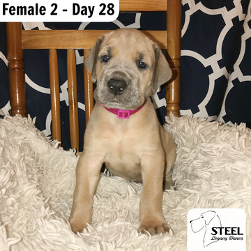Medium Photo #1 Great Dane Puppy For Sale in INWOOD, WV, USA