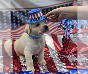 Labrador Retriever Puppy for sale in TOLEDO, WA, USA