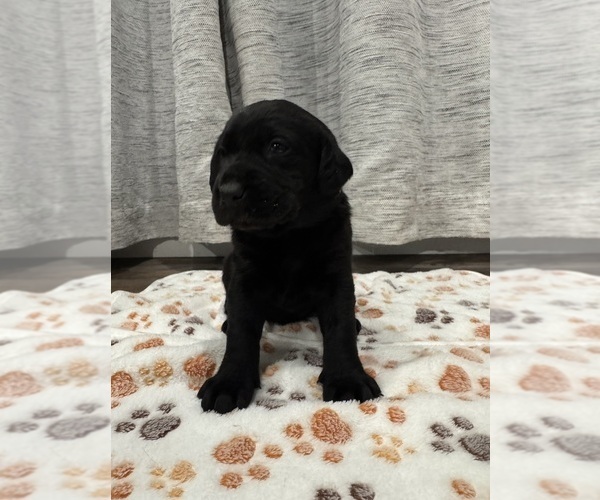 Medium Photo #1 Labrador Retriever Puppy For Sale in BILLINGS, MT, USA