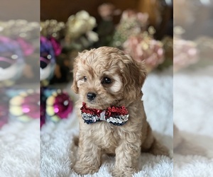Cavapoo Puppy for sale in GREENVILLE, MO, USA